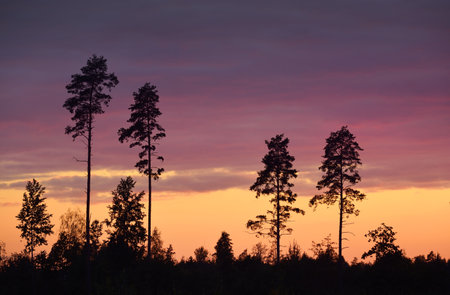 Clear sky with glowing pink and red clouds above the pine forest at sunset. Dark tree silhouettes close-up. Dramatic cloudscape. Concept art, meteorology, heaven, hope, peace, picturesque sceneryの写真素材