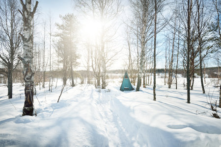 Snow-covered birch tree forest and field after a blizzard. Old traditional log cabin close-up. Sunlight through the trees. Karelia, Russia. Travel, eco tourism, environmental conservationの写真素材