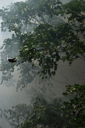 Green maple tree in a clouds of smoke after a wildfire. Forest fires in summer. Concept image, seasons, ecology, ecological issue, environmental damage, disaster, dangerの写真素材