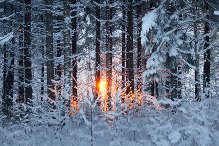Dark atmospheric landscape of snow-covered evergreen forest at sunset. Golden sunlight, sunbeams....