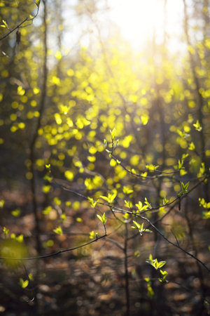 A shrub branch with fresh green leaves close-up, trees blurred in bokeh. Sun rays through the tree...