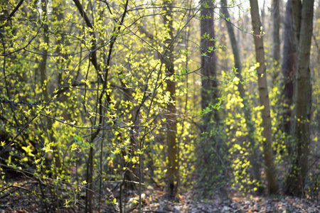 A small growing shrub at sunset, close-up. Fresh green leaves blurred in bokeh. Sun rays through the...