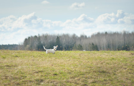 Cute smooth-haired white dog standing and posing in the green countryside field, close-up. Spring in Latvia. Domestic animals, pet care, training and education, playing, leisure activity conceptsの写真素材