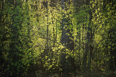 Old mossy trees and young bushes at sunset, close-up. Fresh green leaves. Sun rays through the tree...