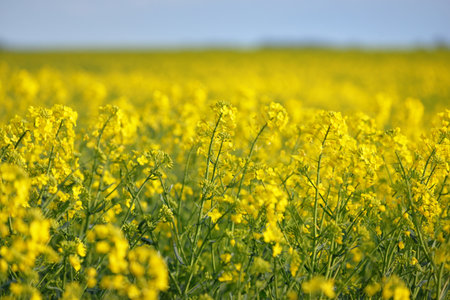 Blooming yellow rapeseed field against clear blue sky, Latvia. Idyllic rural scene. Agricultural, biotechnology, fuel and food industry, alternative energy, environmental conservation and productionの写真素材