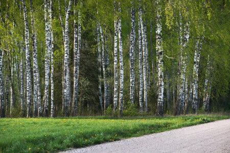 An alley of birch trees and green deciduous trees in the background. Forest floor of blooming yellow...
