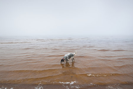 Cute black and white dog (English Setter) licking water standing on a sandy shore of the Baltic sea....
