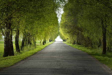 An empty alley (single lane rural road) through the green deciduous trees. Latvia. Spring landscape. Bicycle, sport, nordic walking conceptsの写真素材