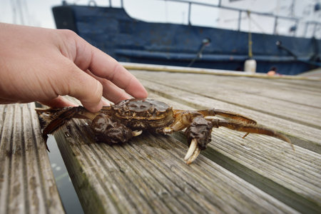 Eriocheir sinensis crab in a fisherman hand, close-up. Fishing boat in the background. Traditional...
