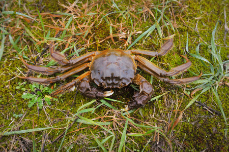 Eriocheir sinensis crab in a green grass, close-up. Seafood, environmental damage and conservation,...