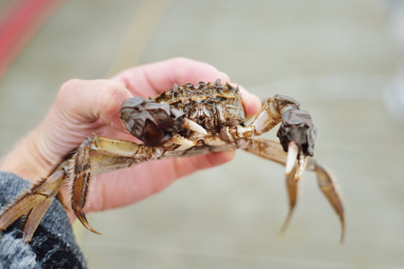Eriocheir sinensis crab in a fisherman hand, close-up. Traditional craft, catching, food industry, seafood, environmental damage and conservation, invasive species, zoology, biology, macro photographyの写真素材