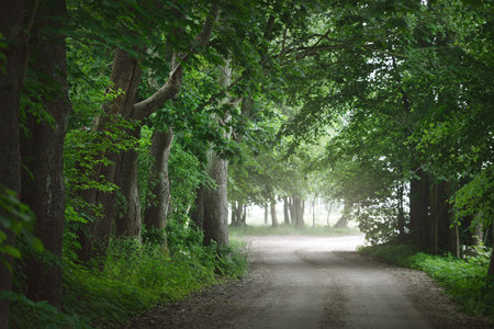 Dark empty mysterious alley (single lane rural road) through the green deciduous trees. Latvia....