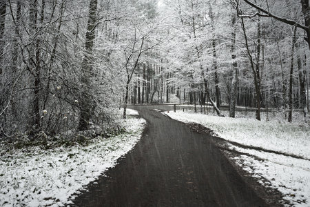 Pathway (rural road) through the evergreen forest after a blizzard. Mighty trees covered by the...