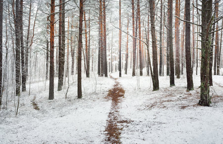 Pathway through the hills of the evergreen forest in a fog. Mighty pine, spruce, fir trees covered...