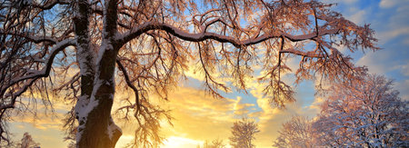 Snow-covered mighty tree and country house in the background. Winter sunset. Pure golden evening...