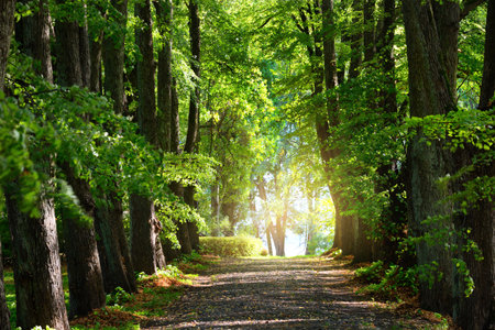 Summer landscape. Alley through tall green trees in a city park. Bright sunshine and blue sky. Riga,...