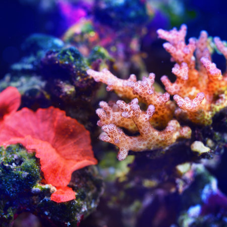 Sea anemones and corals in marine aquariumの写真素材