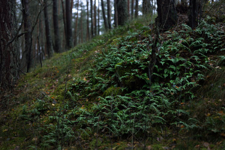 Dark forest scene. Rainy autumn day. Mossy pine and birch trees and fern close-up. Latvia