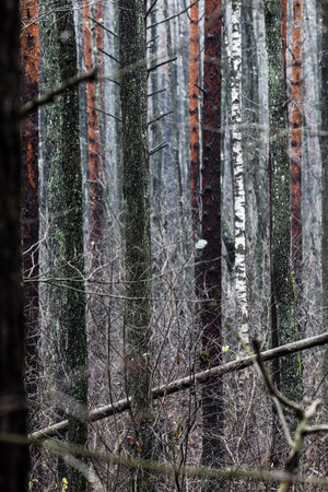Dark forest scene. Rainy autumn day. Mossy pine and birch trees, branches and colorful leaves...