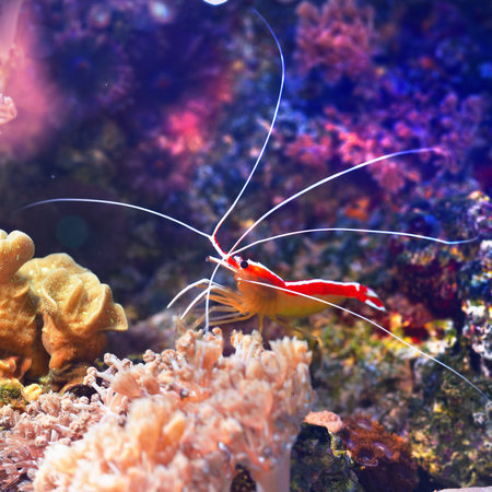 Lysmata amboinensis cleaner shrimp in marine aquarium with anemons and coralsの写真素材