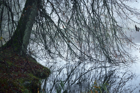 Country landscape. Old treea and a pond close-up. Jaunmoku pils, Latviaの写真素材