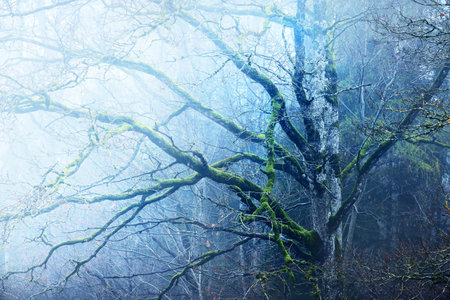 Dark forest scene. Rainy autumn day. Mossy pine and birch trees, branches and colorful leaves...