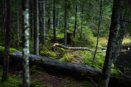 Rainy autumn day. A view of the forest lake. Fir and pine trees, mossy tree trunks and fern close-up. Finlandの写真素材
