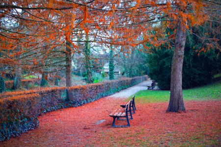 Rainy autumn day in a city park. Wooden bench close-up. Colorful trees and leaves on the ground. Alsace, the Vosges Mountains, Franceの写真素材