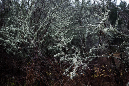 Dark forest scene. Rainy autumn day. Mossy pine and birch trees, branches and colorful leaves close-up. Latviaの写真素材