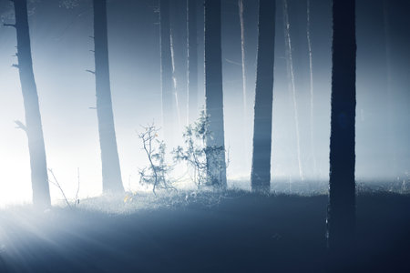 Dark forest scene. Light rays through the silhouettes of the pine and birch trees at night. Sigulda, Latviaの写真素材