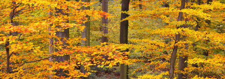 Colorful tall beech trees close-up. Red and orange leaves in a golden light. Sun rays through tree...