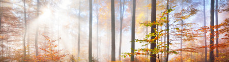 Colorful tall beech trees close-up. Red and orange leaves in a golden light. Sun rays through tree...