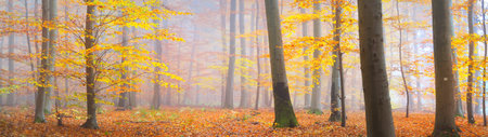 Colorful tall beech trees close-up. Red and orange leaves in a golden light. Sun rays through tree...