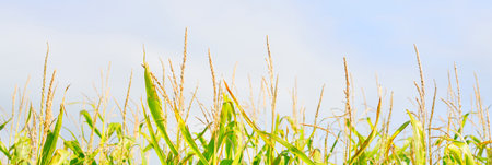 Corn field against clear blue sky, green leaves texture close-up. Abstract natural pattern. Plant, agriculture, farm, food industry, environment, alternative production. Panoramic imageの写真素材