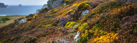 Picturesque panoramic view of Pointe de Toulinguet national park in Brittany, France. Idyllic landscape. Travel destinations, landmarks, sightseeing, tourism, ecology, pure nature, seasonsの写真素材
