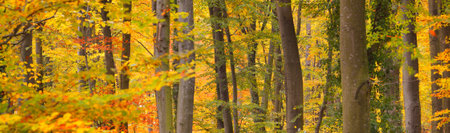 Colorful tall beech trees close-up. Red and orange leaves in a golden light. Sun rays through tree trunks. Panoramic picturesque scenery. Fairy autumn landscape. Heidelberg, Germanyの写真素材