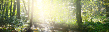 Small stream in a green deciduous forest. France. Picturesque panoramic scenery. Idyllic landscape....