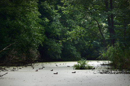 Ducks swim in a swampy forest river, mossy green trees in the background. Latviaの写真素材