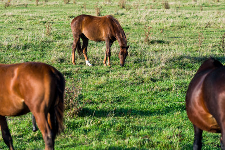 View of the farm on a clear autumn day, brown horses close-up, Latviaの写真素材