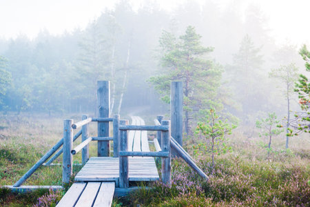 A wooden walkway through the swamp at sunrise. Fog and clear morning sky. Pine trees close-up. Kemeri, Latviaの写真素材