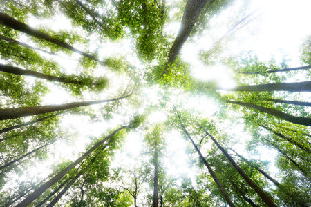 A view of a swampy forest on a cloudy summer day, trees close-up, Latvia