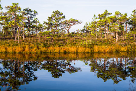 Crystal clear lake and swamp in a morning haze. Reflection on the water. Bright blue sky. Pine trees in the background. Kemeri national park, Latviaの写真素材