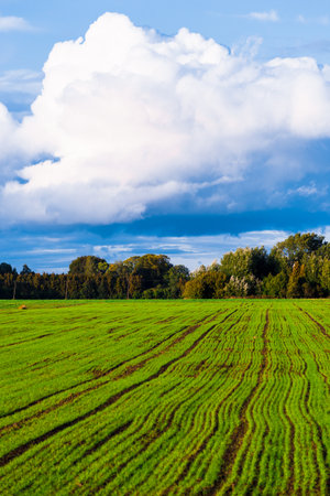 Storm clouds above the green agricultural field with a tractor tracks, forest in the background. Country autumn landscape. Latviaの写真素材