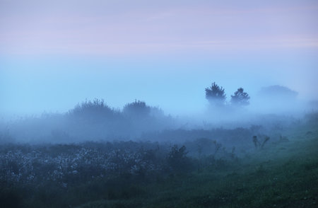 Young green trees in a strong fog at sunrise, close-up. Blue clouds. Kemeri, Latvia