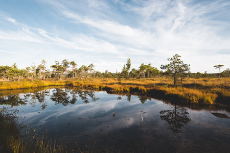 Clear blue sky above the crystal clear lake (bog) at sunrise. Pine trees and heather flowers in the background. Symmetry reflections on water, natural mirror. Autumn in Kemeri national park, Latviaの写真素材