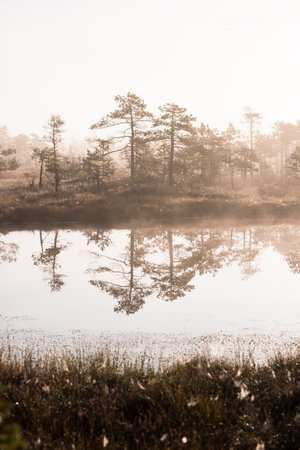 A swamp at sunrise. Pine trees in a fog. Reflections on the water. Pure morning light, sun rays...