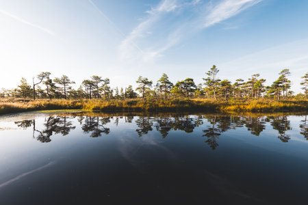 Clear blue sky above the crystal clear lake (bog) at sunrise. Pine trees and heather flowers in the background. Symmetry reflections on water, natural mirror. Autumn in Kemeri national park, Latviaの写真素材