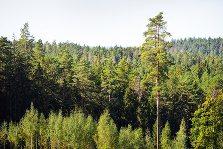 Aerial view of a large coniferous forest on a clear autumn day. Finlandの写真素材