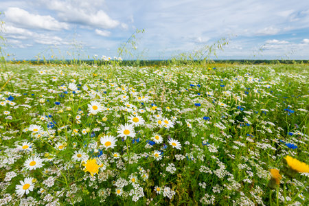 Wildflowers close-up. Panoramic view of the blooming chamomile field. Cloudy blue sky. Setomaa, Estoniaの写真素材