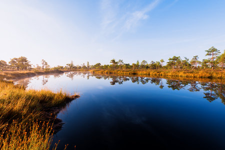 Crystal clear lake and swamp in a morning haze. Reflection on the water. Bright blue sky. Pine trees...